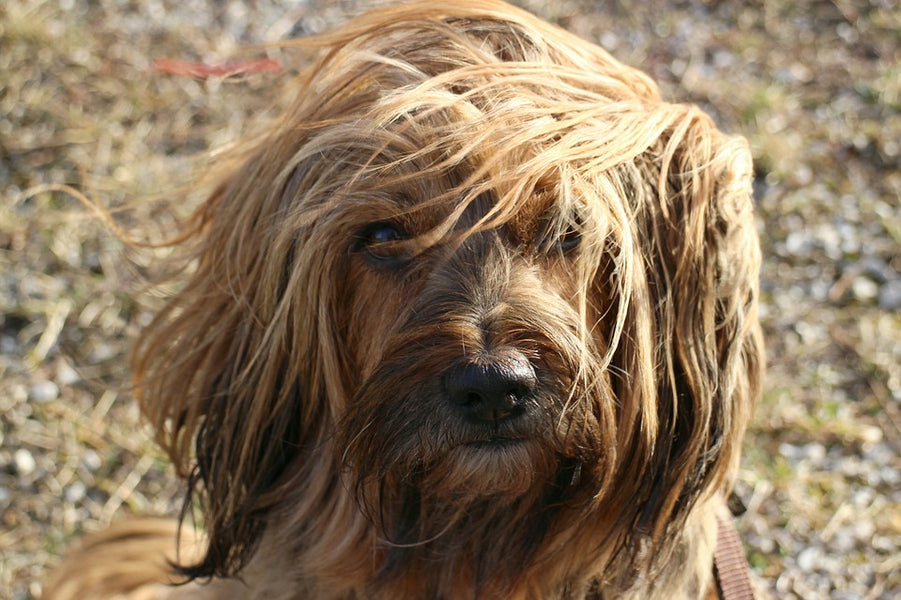 Dog Detangler – Best ways to care for dog matted hair