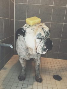 Review article by Leash and Paws on Midoricide Natural Pet Products.