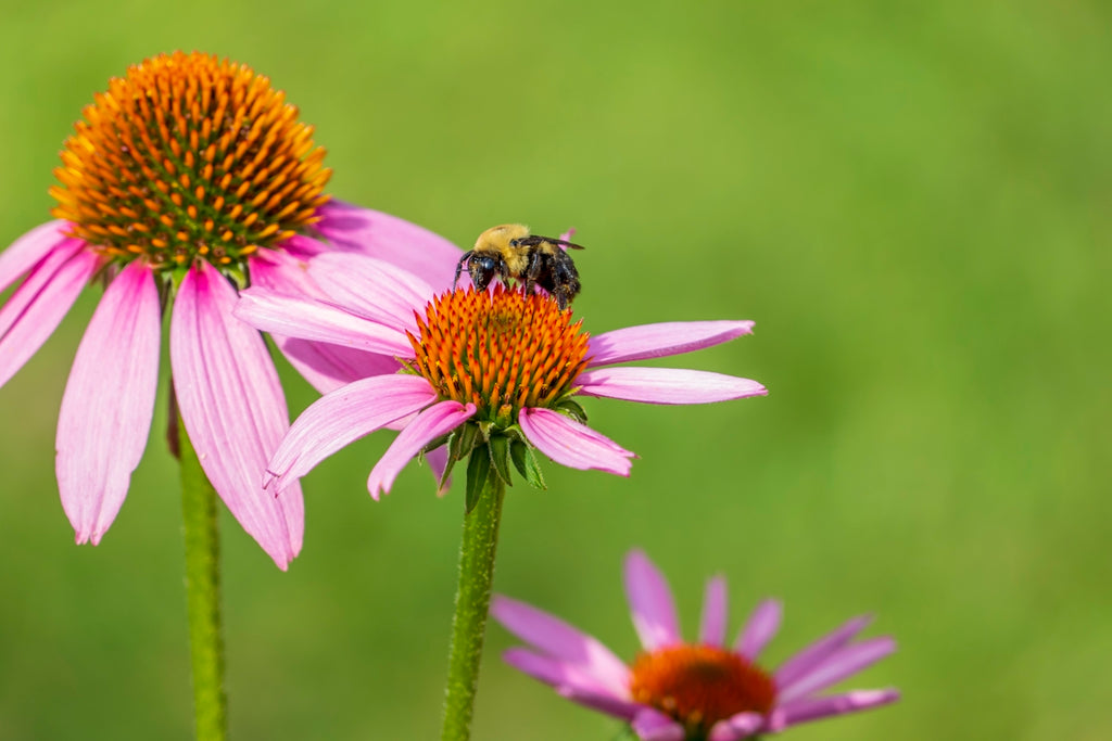 Picture of Eco-friendly Flea and Tick Solutions for Healthy Pets – MIDORICIDE