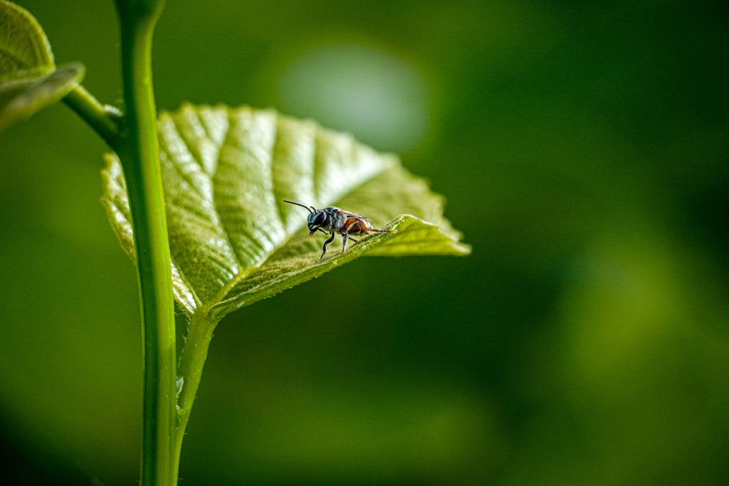 Picture of Safe and Eco-friendly Flea Control Tips for Every Pet Owner – MIDORICIDE