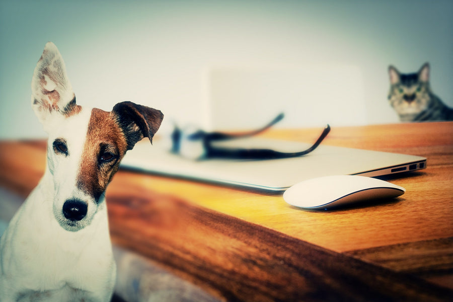 Importance of choosing Natural based Dry Shampoo for Dogs and cats