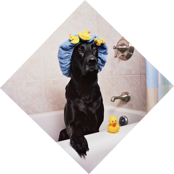 Why Midoricide Natural Pet Shampoo is so Unique?