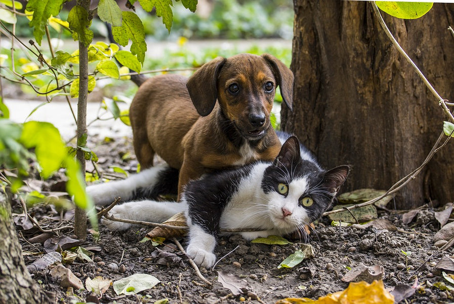 Diabetes in Dogs and Cats: Lifelong Impacts, Signs and Preventative Methods