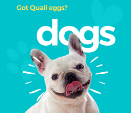 Got Quail Eggs? A Natural Anti-Allergenic Itching Care Alternative