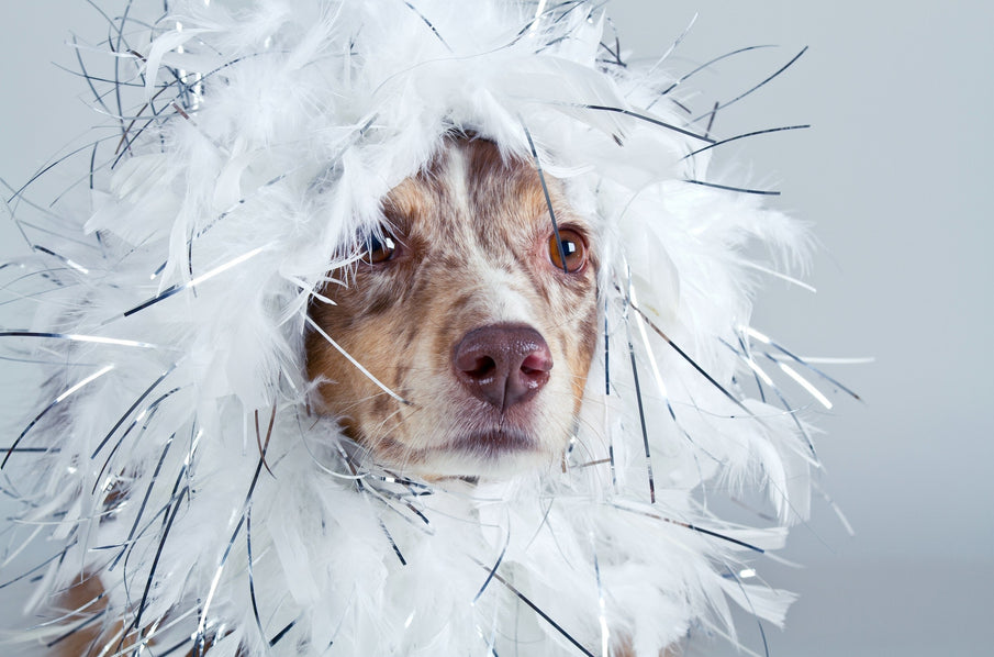 Is your Dog a little diva ?