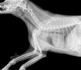 Natural Remedies For Dog Arthritis