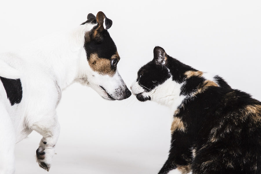 Diet Related Heart Disease in Dogs and Cats : Dilated cardiomyopathy