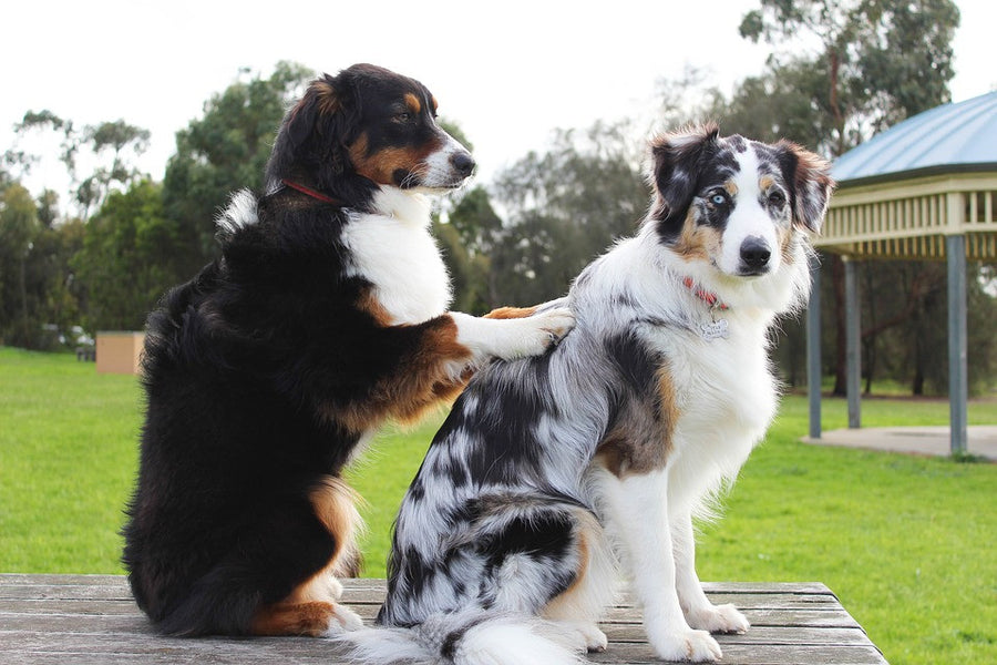 Natural Pet Care | Midoricide.com