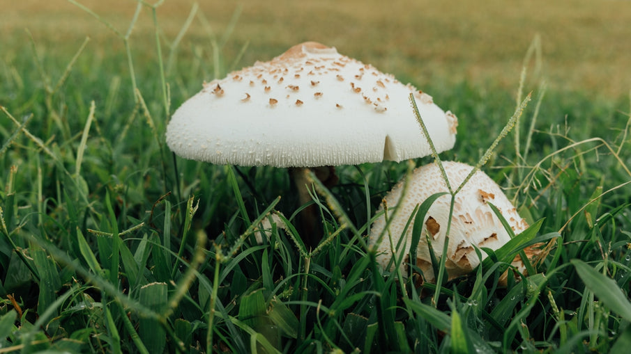 Eco-Friendly Tips for Reducing Flea Problems with Natural Pesticides