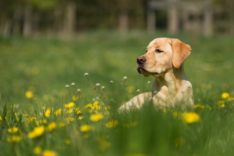 Sustainable Flea and Tick Management with Natural Botanical Pesticides
