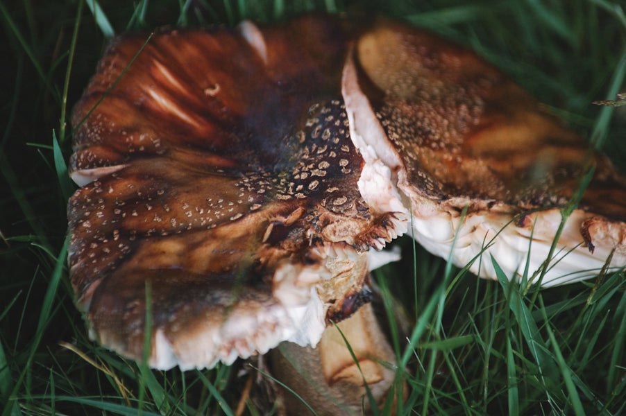Tackling Fleas and Ticks the Natural Way: Essential Oils and Sustainability