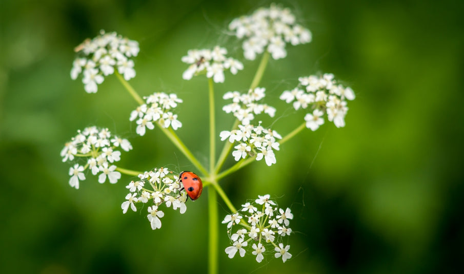 Holistic Health for Pets: The Role of Botanicals in Modern Veterinary Care