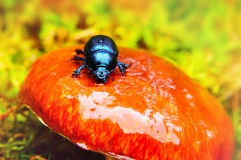 Eco-friendly Tick Control Solutions for Pets Using Botanical Insights