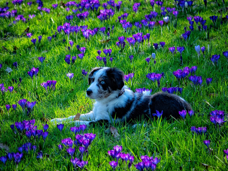 Solving Itchy Skin Issues the Eco-friendly Way for Pet Owners