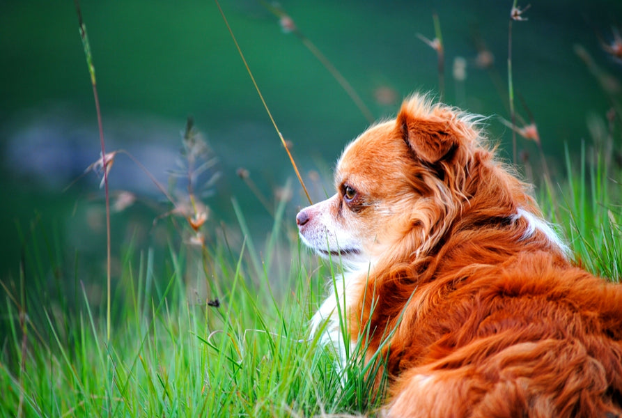 Creating an Eco-minded Pest Management Plan with Botanical Solutions