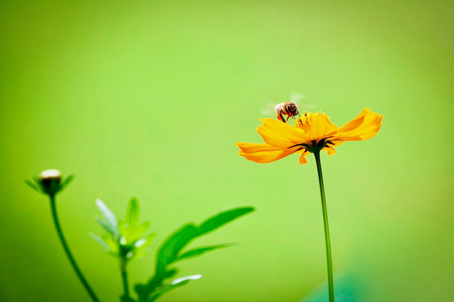 Sustaining Pet Wellness with Naturally Derived Flea and Tick Solutions