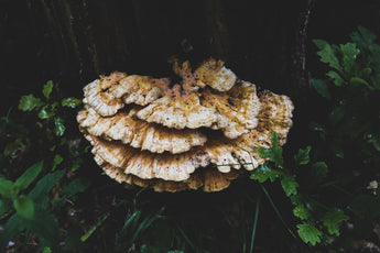 Protecting Your Pet: The Benefits of Natural Mushrooms and Essential Oils