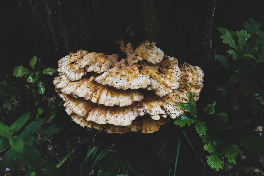 Protecting Your Pet: The Benefits of Natural Mushrooms and Essential Oils