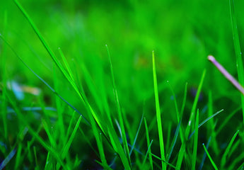 Conscious Choices: Flea and Tick Control with Botanical Pesticides