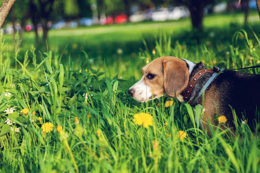 Is Your Pet’s Diet Helping or Hurting Their Skin? Insights into Natural Foods