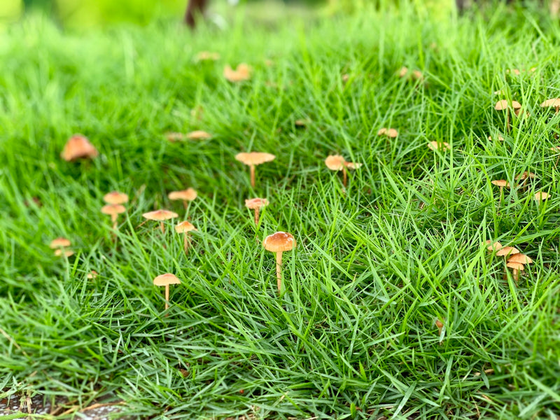 Top Essential Oils for Managing Fleas Naturally and Effectively