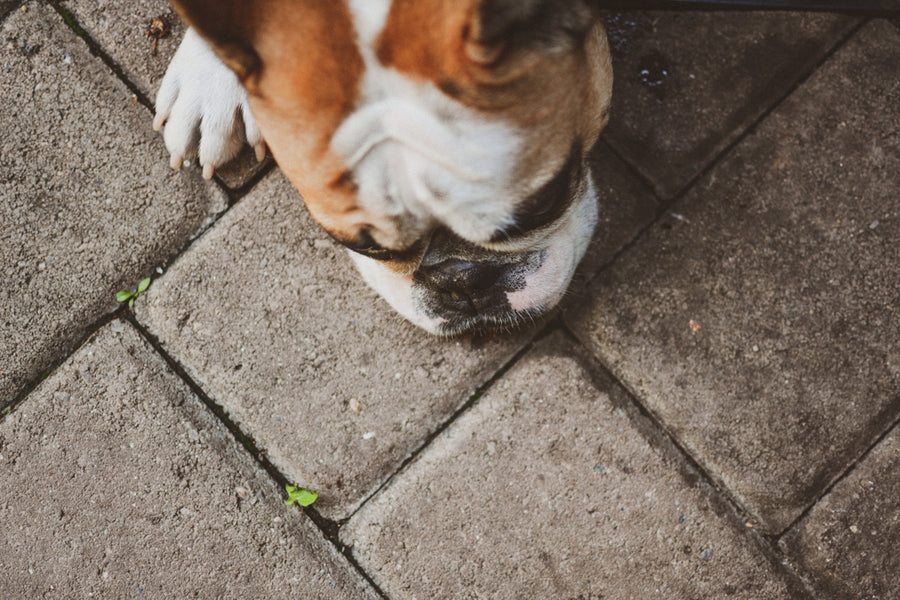 Enhancing Pet Wellness with Integrated Use of Mushrooms and Botanicals