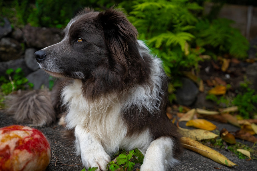 Discover Eco-friendly Strategies for Combating Fleas on Pets
