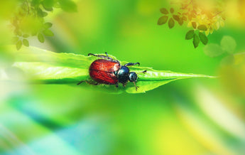 A Comparative Look at Natural Versus Chemical Flea Treatments for Pets