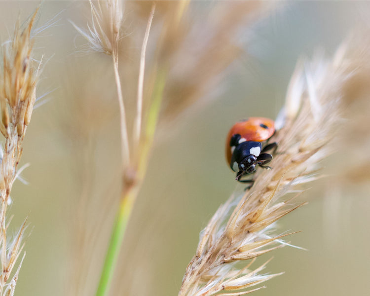 Pet-friendly Power: The Role of Botanical Pesticides in Combating Pests