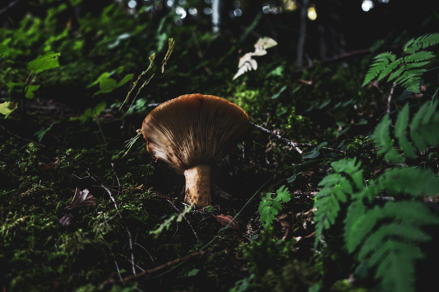 Discovering the Power of Mushrooms and Botanical Ingredients for Pets