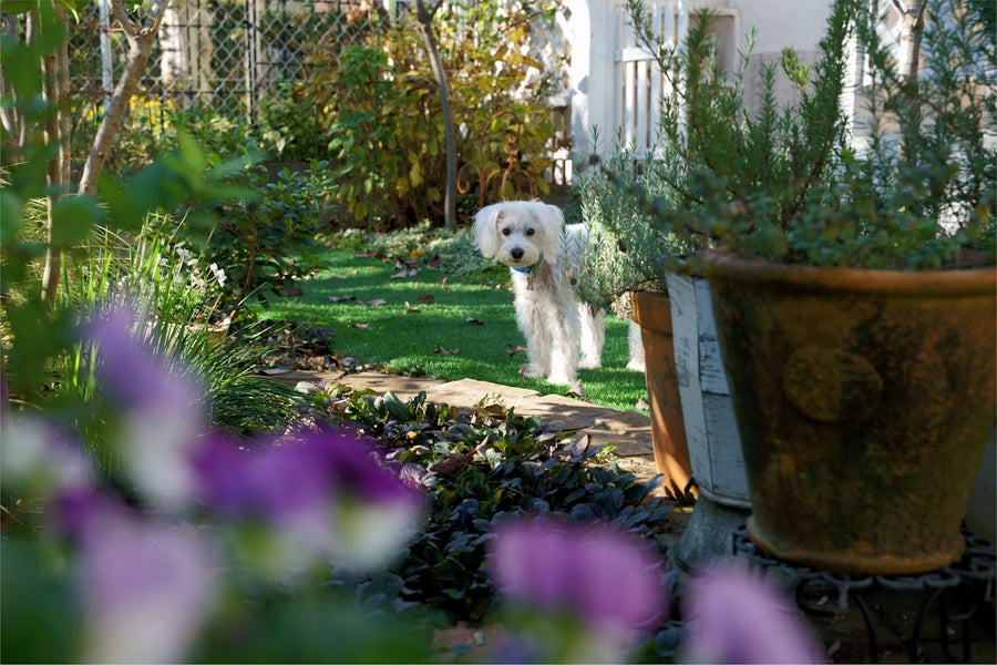 FAQs about Flea Protection with Eco-friendly Ingredients