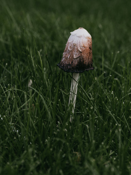 Harnessing Nature: An Effective Guide to Essential Oils for Pet Irritation