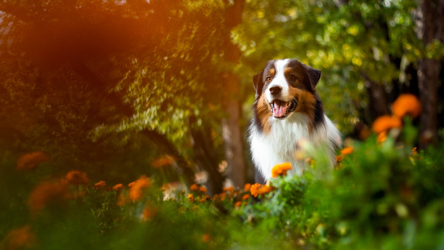 A Green Approach to Flea and Tick Prevention for Healthier Pets