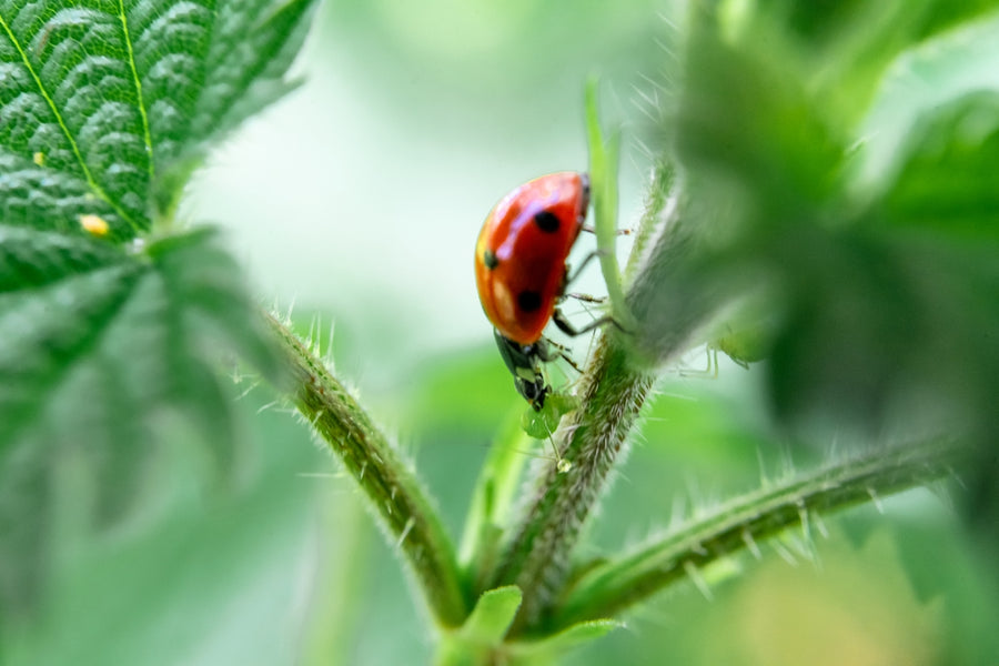 Protecting Your Pets and the Planet with Sustainable Pesticide Choices