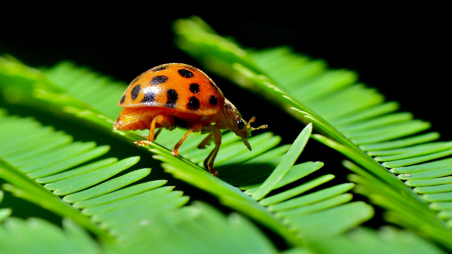 Essential Oils and Their Role in Botanical Flea and Tick Pesticides for Dogs