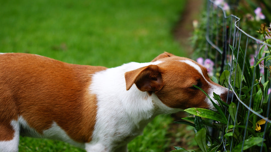 Essential Oils in Botanical Pest Defense A Closer Look