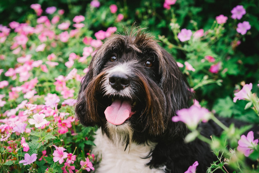 Eco-Friendly Flea Control: Keeping Your Pets Comfortable with Botanical Solutions