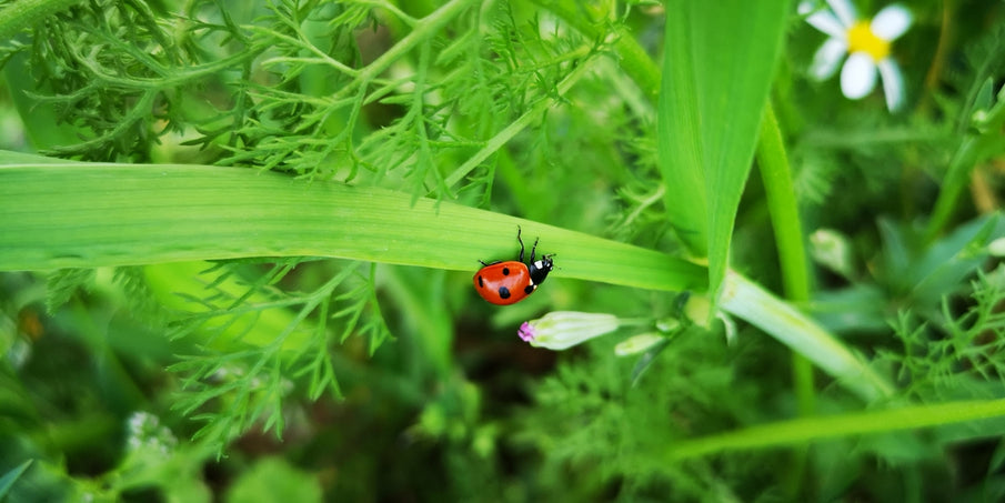 How Botanical Pesticides Enhance Pet Skin Health and Shine