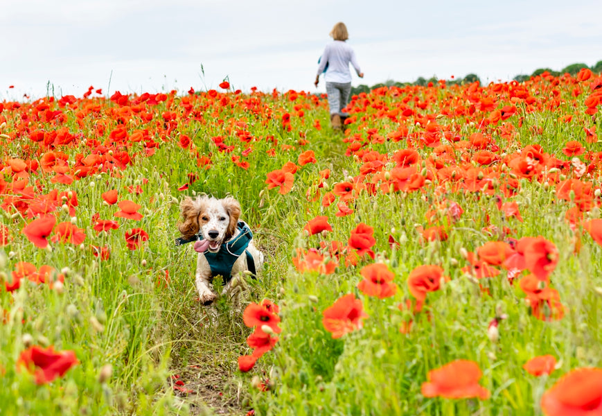 Achieving Pet Wellbeing through Sustainable Practices and Natural Pesticides
