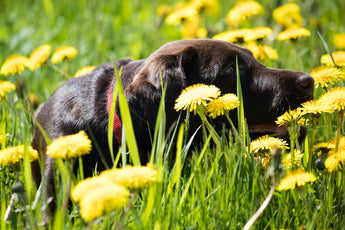 Why Natural Foods and Mushrooms are Essential for Dog Wellness
