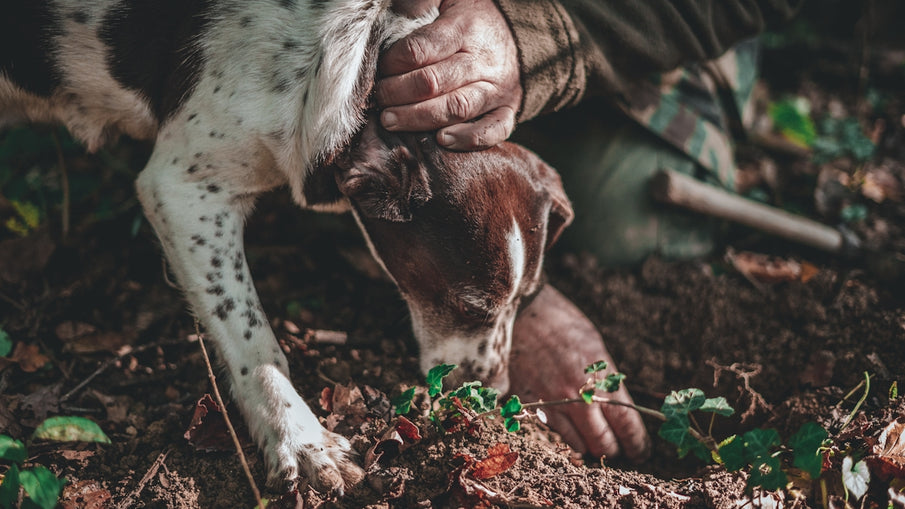 How to Tackle Fleas and Ticks with Botanical Pesticides and Essential Oils