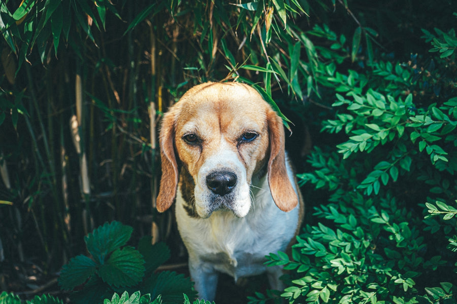 Tackling Itchy Skin in Pets Naturally with Essential Oils