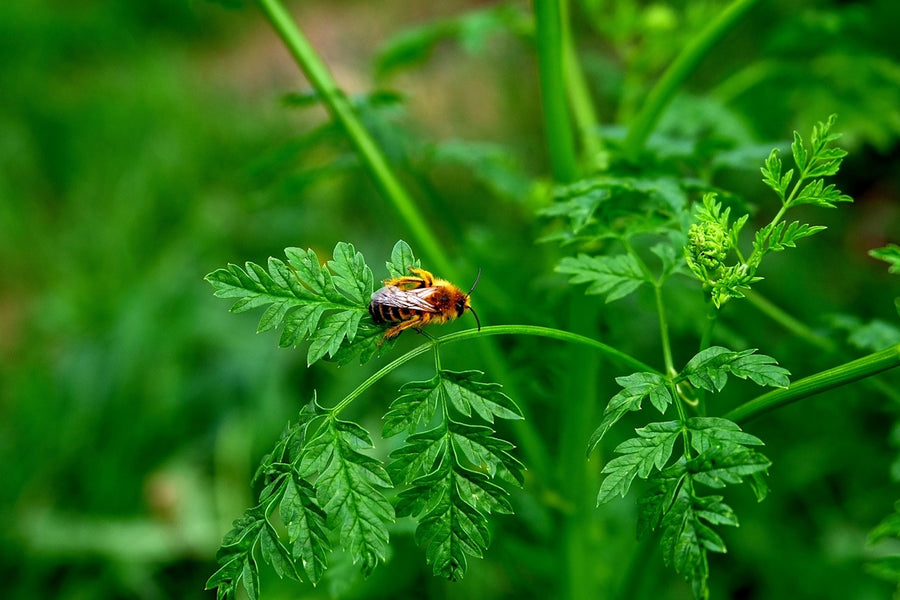 Debunking Myths About Botanical Pesticides in Pet Care