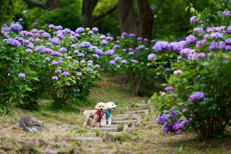Top 10 Botanical Remedies for Your Pet's Itchy Skin