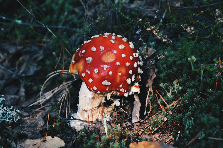 Mushroom Power in Pet Diets: An Essential Element for Healthy Skin and Immune Boost