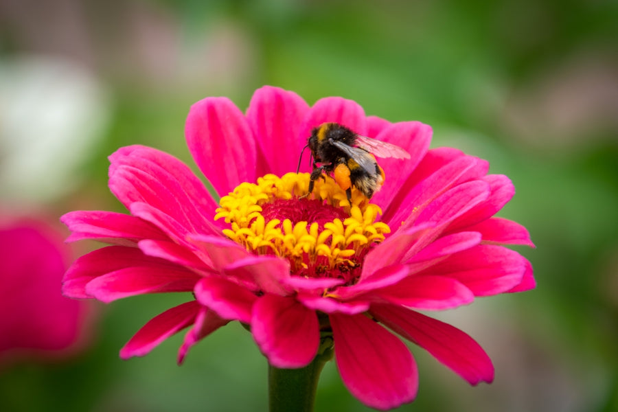 Harnessing Nature's Bounty: Effective Botanical Pesticides for Flea-Free Pets