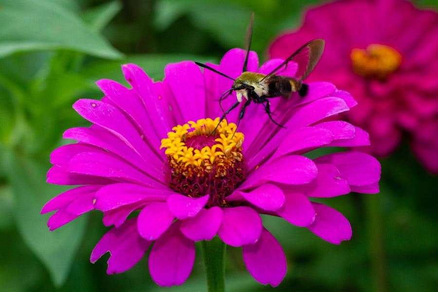Essential Oils and Natural Pesticides: Flea Solutions for an Itch-free Pet
