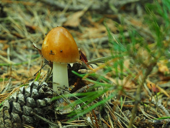 Enhancing Pet Health: The Role of Mushrooms and Botanical Solutions