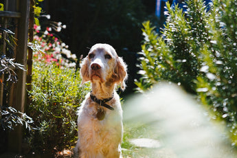 Overcoming Flea Troubles with Botanical Pesticides and Essential Oils