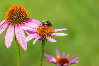 Eco-friendly Flea and Tick Solutions for Healthy Pets